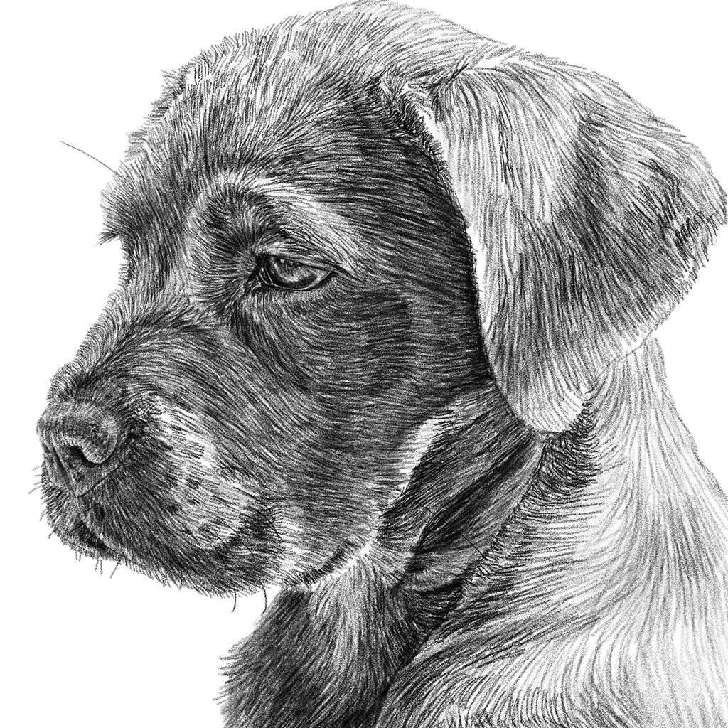 Pencil drawing of a puppy